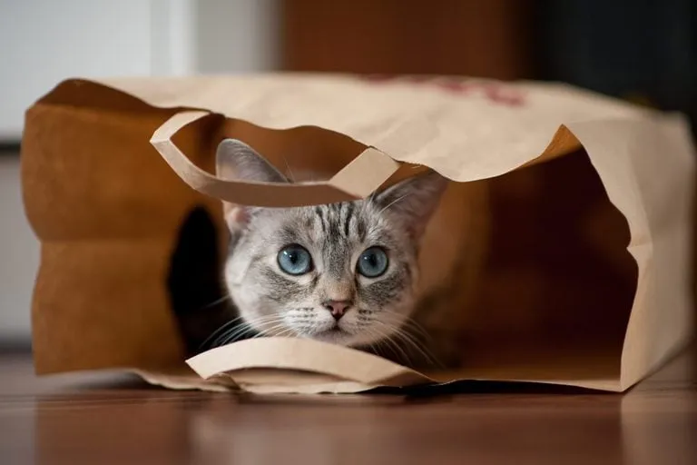 紙袋から顔を出す猫