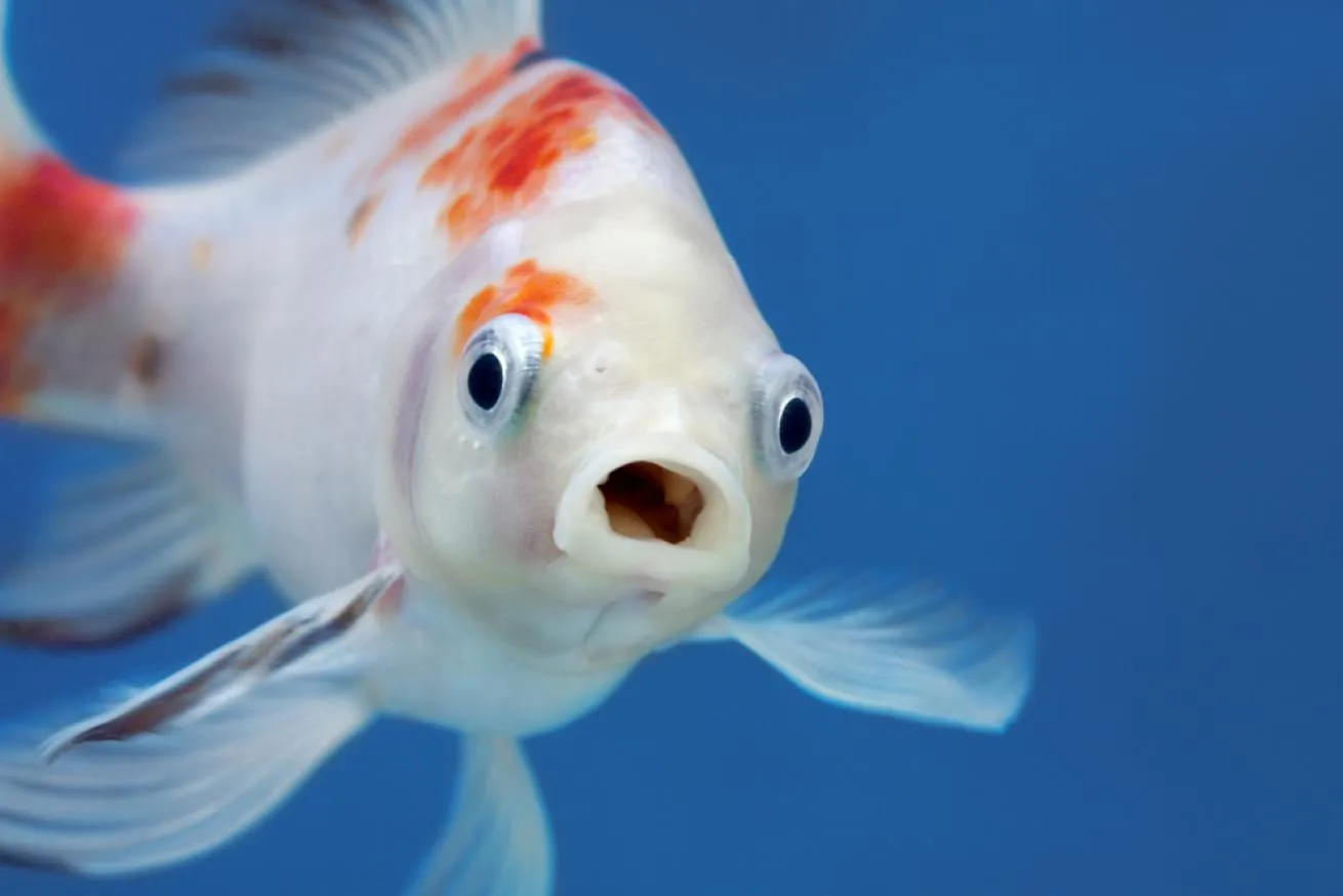 口を開けてこちらを見つめる白とオレンジの金魚