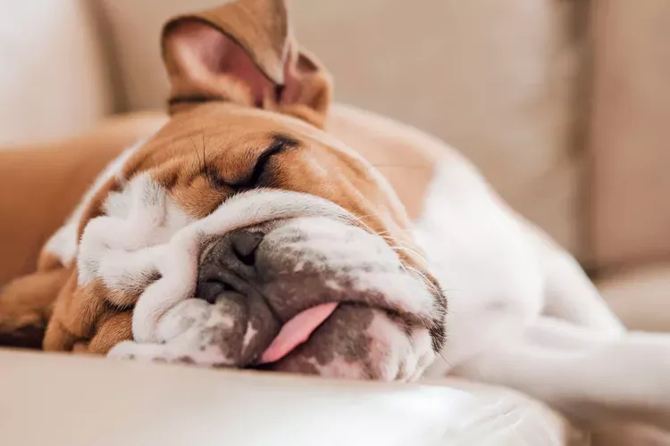 ソファで眠り込むブルドッグ
