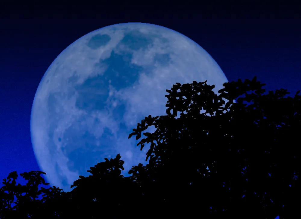 夜空に浮かぶ青い大きな月と木々のシルエット