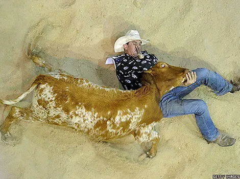 Cowboy Terry Evison brings a bull down in a rodeo