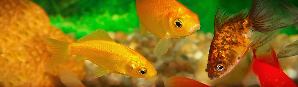 水槽の中を泳ぐ金魚たち