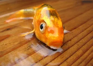 水の外に出て床の上にいる金魚