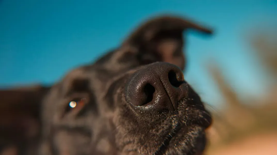 鼻を近づけてにおいをかぐ犬のクローズアップ