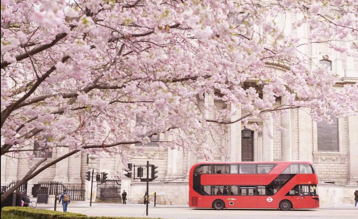 満開の桜と、ロンドンの赤い2階建てバス